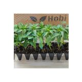 GoldLotus Tatlı Biber Fidesi 10 Adet