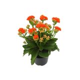 GoldLotus Turuncu Çiçekli Kalanşo ( Kalanchoe ) Çiçeği Ithal Büyük Boy