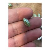 Gönülden Tasarım 1 Cm 5 Mm Yeşil Kasalı Dikme Damla Taş Boncuk 50 Adet