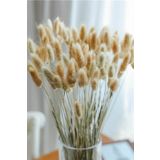 Goya Home Naturel Renkli Kurutulmuş Pamuk Otu, Tavşan Kuyruğu Gelin Buketi Aranjman Çiçeği Lagurus 30 Dal