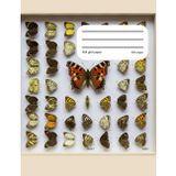 Graph Composition Book Butterflies: Unleash Your Creativity with 200 Pages of 5x5 Grid Paper for Sketching, Planning, and Dreaming
