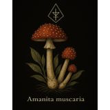 Graph Paper Notebook 5x5 mm – Amanita muscaria – 100 Pages – 8.5 x 11 inches: Dark botanical illustration of the iconic fly agaric mushroom with ... for journaling, sketching, or ritual notes