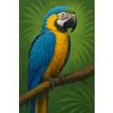 Graph Paper Notebook 5x5 mm – Blue-and-Yellow Macaw Cover 80 Pages 6x9 Inches: Minimalist nature-themed notebook with no text on the cover ideal for school, journaling, or as a gift