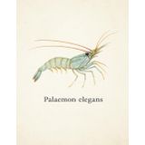 Graph Paper Notebook 5x5 mm – Palaemon elegans – 100 Pages – 8.5" x 11" – Ocean Treasures Series: Elegant shrimp-themed notebook with naturalist ... biology students, ocean lovers, journaling