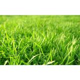 Grass Hızlı Gelişen Uzun Ömürlü Çim Tohumu Lolium Perenne - 500 gr