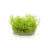 Gratiola Viscidula In Vitro Cup Canlı Bitki