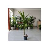 Green Cocos Nucifera - Hindistan Cevizi Cocos Palmiyesi - Ev Ofis Salon Iç Mekan Bitkisi - 175 Cm