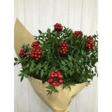 Green Deco Kokina (18 Dal) Yılbaşı - Şans Çiçeği