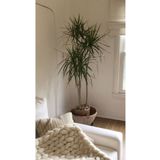 Green Flora Dracaena Marginata Büyük Boy - Madagaskar Dragon Ağacı Üç Gövdeli Canlı Salon Bitkisi 130 - 150 Cm