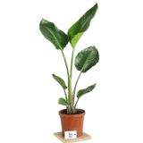 Green Flora Strelitzia Starliçe 90-120 cm Boyunda Tek Gövdeli Salon Bitkisi İç Mekan Bitkisi