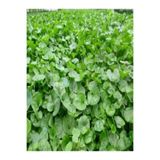 GREEN KING Dichondra Repens Fare Kulağı Çim Tohumu 1kg
