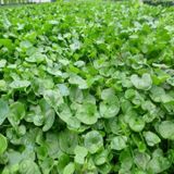 Green King Fare Kulağı Çim Tohumu 500 g