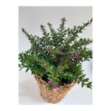 Green Küfeya Çiçeği Fidanı Mor 10-20 Cm