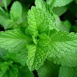 GReen Spearmint Nane Tohumu 200 Tohum