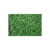 Greenbiz Bermuda Çim Tohumu 2 Kg Uganda Çimi Köpek Dişi Ayrığı Ayrık Çimi Tohumu
