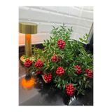 greendeco Kokina (9 DAL 1 demet )-yılbaşı çiçeği -şans çiçeği