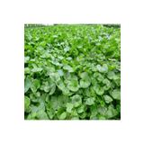 GreenGarden Dlf Fare Kulağı Çim Tohumu 1 kg