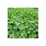 GreenGarden Fare Kulağı Çim Tohumu 100 gr