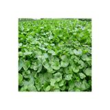 GreenGarden Fare Kulağı Çim Tohumu 250 gr