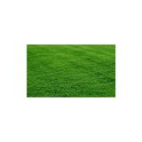 Greengrass 4 Mevsim Çim Tohumu 1 kg