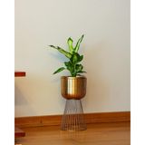 Greenmall Invictus Gold Metal Ayaklı Saksı - Standart
