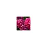 Gremlin Dark Rose Aster Çiçeği Tohumu(30 Tohum)