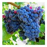 Grenache Cinsi Üzüm Fidanı