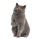 Gri British Shorthair Siyam Kedisi 18 CM Araba Sticker z2