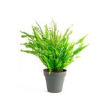 Gri No:3 Yalı Saksıda (20-25 cm) Aşk Merdiveni