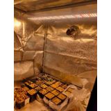 Grow Light LM301H Quantum LED Panel, 80W, 216 LED'li, 660nm Kırmızı,Full Spektrum Bitki Yetiştirme Led, Işık Büyümeye Yol Açtı,Sera Lambası