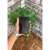 Guard Croco Baskılı Siyah Hakiki Deri Pasaport Kılıfı Erkek / Kadın P5249