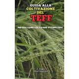 Guida alla Coltivazione del Teff