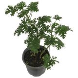 Gül Damlası Gül Kokulu Itır Bitkisi Pelargonium Graveolens