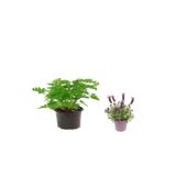Gül Damlası (Itır Çiçeği) + Lavanta Çiçeği 2'li Set Dış Mekan Bitkisi, SRD04022025BYB901