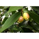 Gül Elması Fidanı (Rose Apple) 5 Yaş 150 Cm (Nadir Tür)