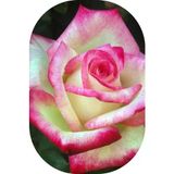 Gül Fidanı Ebruli Kokulu Yediveren 15-25 Cm