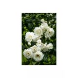 Gül Fidanı Kokulu 10-20 Cm