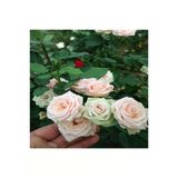 Gül Fidanı Krem Beyazı Kokulu Yediveren Sarmaşık 10-20 Cm