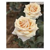 Gül Fidanı Krem Renk 10-20 Cm 1 Adet