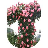 Gül Fidanı Pembe Kokulu Yediveren Sarmaşık 10-20 Cm