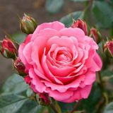 Gül Fidesi Fidanı ''Pembe'' 10-20 Cm