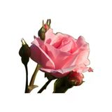 Gül Fidesi ''pembe'' 10-20 Cm