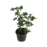Gül Kokulu Itır Çiçeği Fidanı Küçük Boy 5-15 Cm