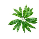 Güleç Yapay Çiçek Yapay Çiçek Kılıç Yaprak Aglaonema Bitkisi - Kahverengi - Yeşil