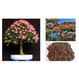 GÜLİBRİŞİM AĞACI TOHUMU 10 ADET (BONSAİ TEKNİĞİNE UYGUN TÜR)