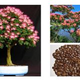 GÜLİBRİŞİM AĞACI TOHUMU 20 ADET (BONSAİ TEKNİĞİNE UYGUN TÜR)