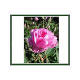 Gülpembe Kokulu Gül Fidanı Saksılı 10-30 Cm