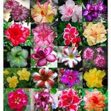 Gülü (Desert Rose/adenium Obesum) 10 Adet Renkli Karışık Tohum - Egzotik Sukulent Bitki, Açık