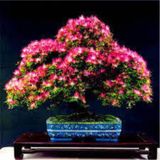 Gulubirisim Bonsai Agac Tohumu Muhtesem Cicegi Ve Kokusu 5 Adet