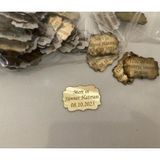 Gülüş Lazer Kesim 25 Adet 3X2 Cm Arkası Bantlı Pleksi Etiket İsme Özel Pleksi